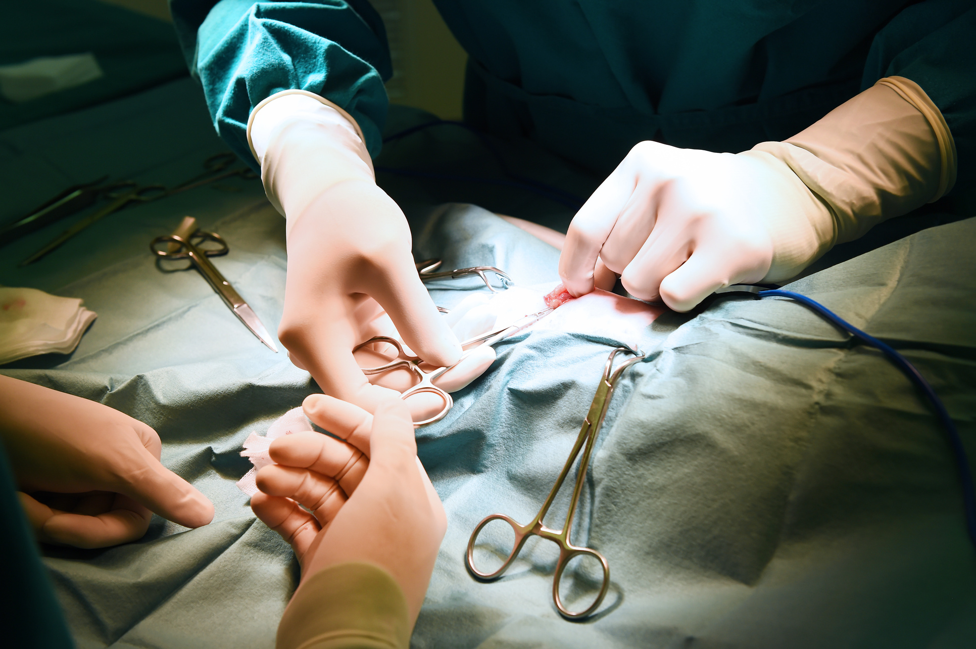 veterinarian surgery
